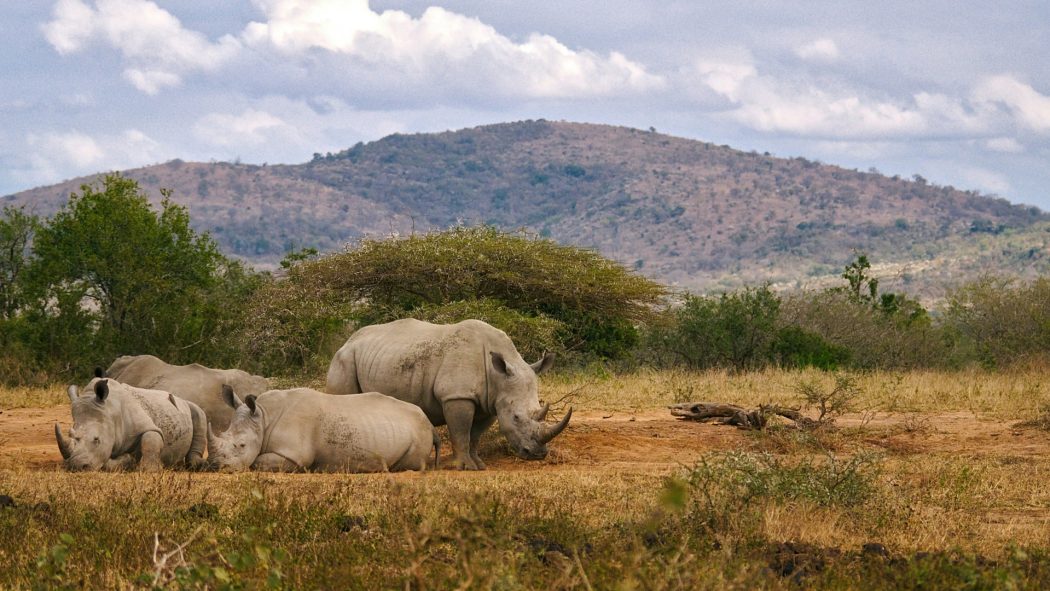 Organiser votre voyage en Afrique du Sud : les étapes clés pour une aventure inoubliable