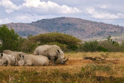 Organiser votre voyage en Afrique du Sud : les étapes clés pour une aventure inoubliable